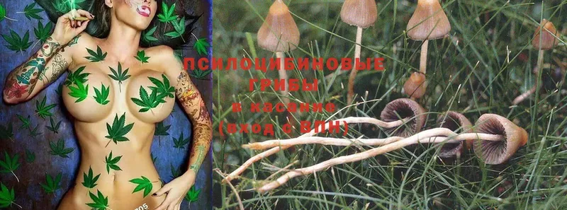 Псилоцибиновые грибы Magic Shrooms  цены наркотик  Вичуга 